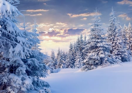 Winter landscape