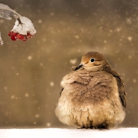 Bird and Rowan Berries