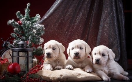 Puppies - caine, trio, craciun, puppy, dog, animal, cute, christmas