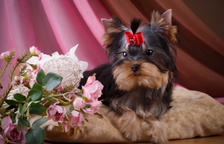 Yorkshire Terrier