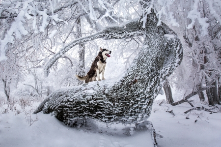 Winter - husky, white, animal, winter, snow, dog, caine