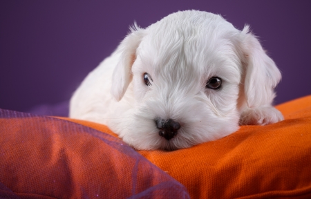 Puppy - puppy, white, caine, sealyham terrier, purple, dog, animal, orange, cute