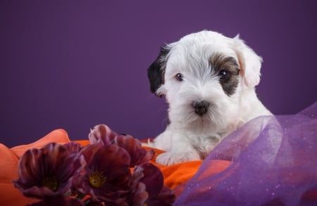 Puppy - puppy, white, caine, sealyham terrier, purple, pink, dog, orange, animal, cute