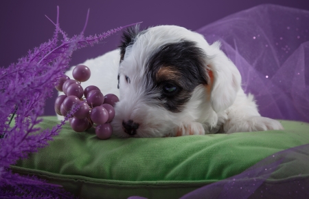 Puppy - dog, pink, animal, purple, green, cute, caine, puppy, sealyham terrier