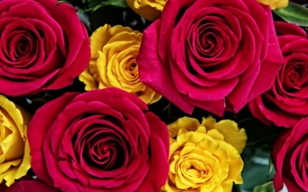 Roses - nature, yellow and fucsia, flowers, roses