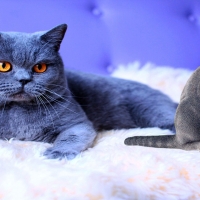 Russian Blue cat