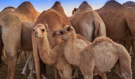 Camels - beautiful, desert, animals, camel