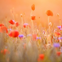 Glorious Poppy Field