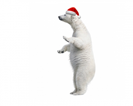 Santa! Where are you? - red, funny, animal, craciun, christmas, white, card, bear, hat, polar, santa