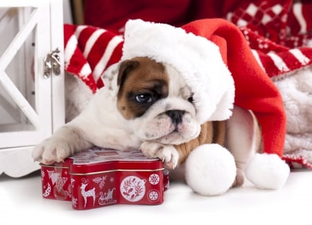 Merry Christmas! - red, animal, cute, french, caine, puppy, craciun, christmas, white, bulldog, dog