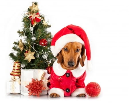 Merry Christmas! - red, animal, caine, puppy, craciun, christmas, white, card, hat, santa, tree, dog