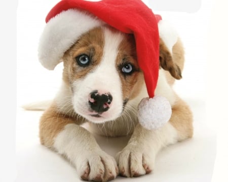 Merry Christmas! - red, animal, caine, puppy, craciun, christmas, white, hat, santa, dog