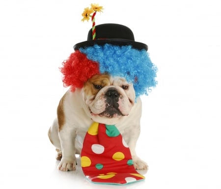 Clown - costume, funny, clown, caine, red, blue, dog, tie, animal, bulldog, dot