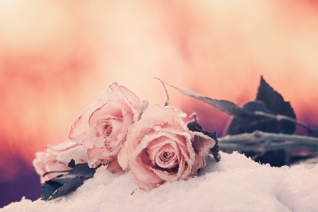 Dreams - winter, snow, rose, thunderi, flower, pink, dreams