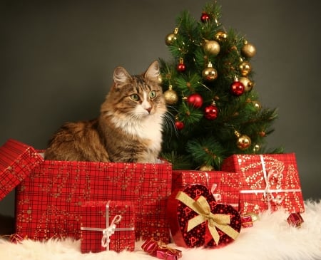 Merry Christmas! - red, animal, cute, cat, craciun, christmas, pisica, gift, tree