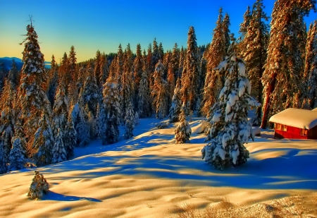 Winter Valley - trees, cabin, snow, sunshine