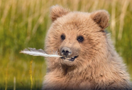 Bear and Feather  - bear, animal, beautiful, photography, feather, photo, wildlife, wide screen