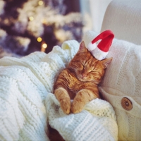 Christmas Kitty â™¥