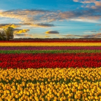 Sunset Over the Tulips Field