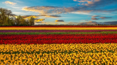 Sunset Over the Tulips Field - clouds, tulips, sunset, nature, spring, field, sky