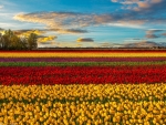 Sunset Over the Tulips Field