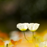 Two White Poppy Flowers