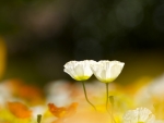 Two White Poppy Flowers