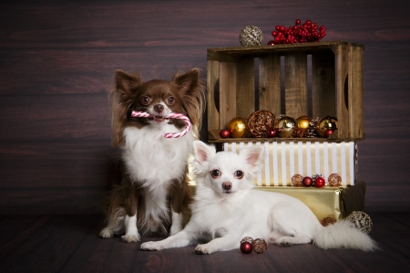 Christmas puppies - dog, christmas, animal, craciun, cute, caine, puppy, couple, candy