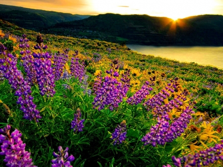 Sunset Over The Mountain - rays, lake, sky, summer, meadow, sunset, field, nature, green, flowers, grass