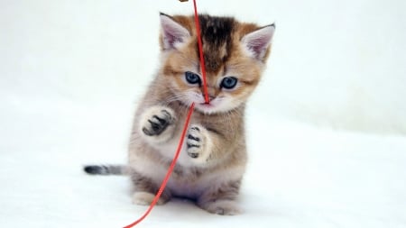 sweet kitty - playing, yarn, animals, kitten