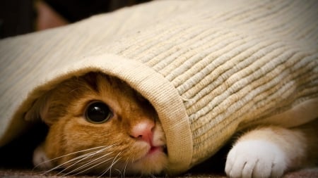 peek a boo - cute, peaking, kitty, playing