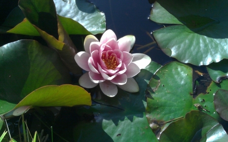 Waterlily - summer, lake, leaves, waterlily