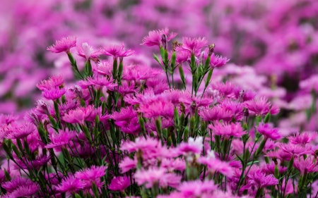 Flowers - flowers, bokeh, nature, macro, Carnation, many