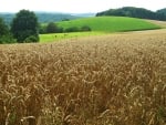 Wheat Field