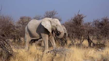 Elephants in Botswana Africa - animal, botswana, africa, elephants