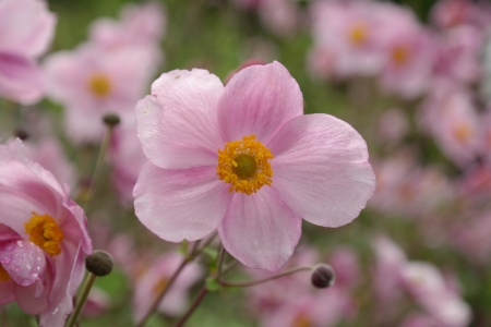 Flower - flower, nature, leaf, tree