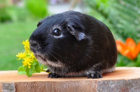 Guinea-pig - pig, Guinea, cute, animal