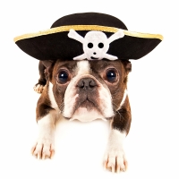 Pirate puppy