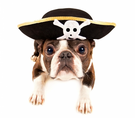 Pirate puppy - hat, animal, funny, pirate, halloween, dog, caine, puppy