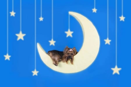 Relaxing on the moon - moon, blue, dog, creative, stars, white, animal, funny, yorkshire terrier, caine, puppy, luna