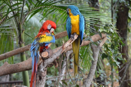 Macaw - fly, animal, bird, macaw