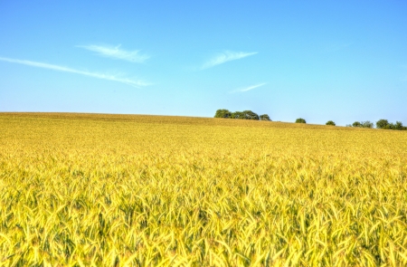 Field - field, wheat, nature, grass