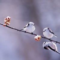 Long tailed tit