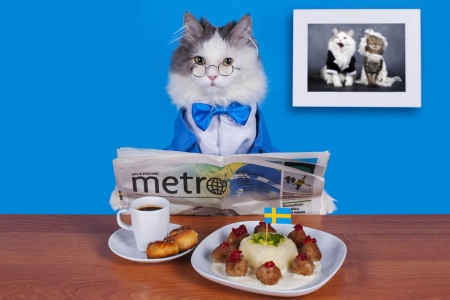 Mister TomCat - paper, funny, cat, blue, svetlana valyiskaya, breakfast, white, pisica, coffee, food