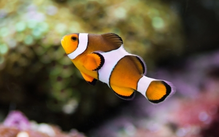 Clown Fish - Clown, nemo, animal, fish