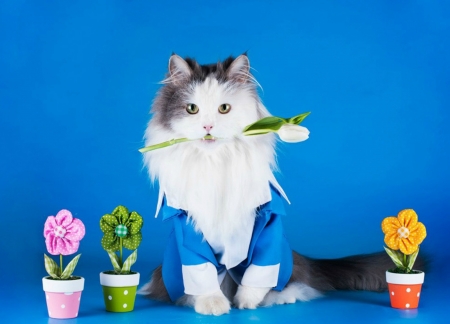 For you! - white, pisica, svetlana valyiskaya, blue, funny, spring, flower, cat