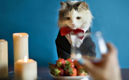 Romantic dinner - glass, strawberry, funny, dinner, cat, blue, svetlana valyiskaya, candle, white, pisica, bow, valentine, hand, romantic