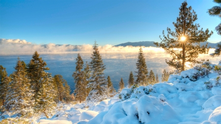 Winter Sunrise - trees, winter, fog, mist, snow, sea, sunrise, lake