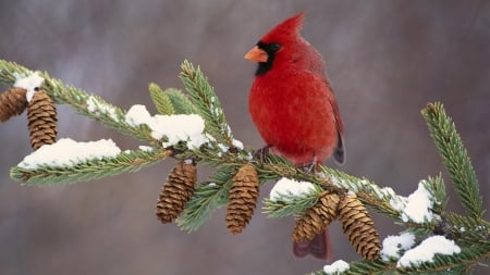 CARDINAL - feathers, colors, limb, snow