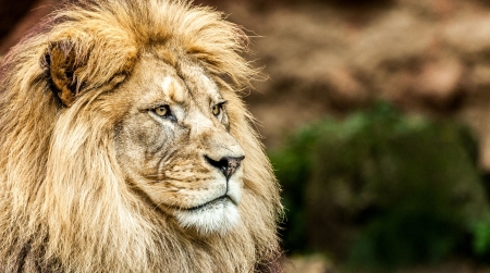 LEO THE LION - STARE, BIG, CAT, MANE